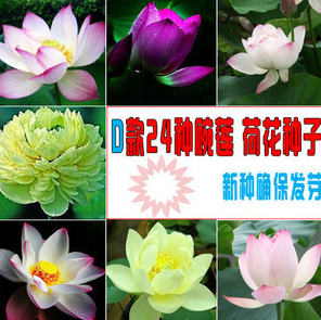 水培植物碗蓮種子 荷花種子包品種包出芽24種顏色