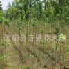特價(jià)銀杏小苗 自產(chǎn)自銷 工程苗 苗圃升級(jí)改造特價(jià)批發(fā)銀杏種苗