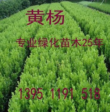 黃楊 小葉冬青小葉黃楊 綠化植物 護欄植物大小齊全歡迎來考察