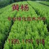 黃楊 小葉冬青小葉黃楊 綠化植物 護欄植物大小齊全歡迎來考察