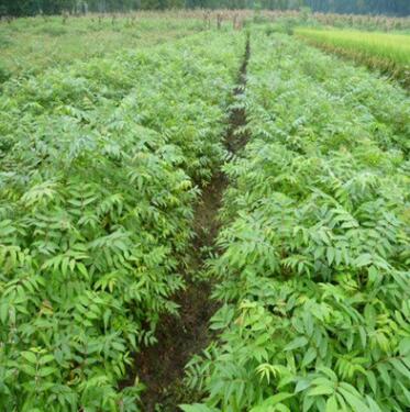 出售欒樹-欒樹小苗-苗圃栽植欒樹規格4-20公分 欒樹小苗1.5米以上