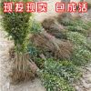 批發綠化苗木高桿大葉女貞樹苗 種子小苗1.8米四季常青風景樹