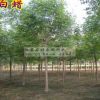 行道樹(shù)_白蠟樹(shù)2cm_白蠟樹(shù)苗_白蠟大樹(shù)_89公分1012胸徑