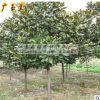道路綠化樹(shù)木_廣玉蘭樹(shù)_廣玉蘭樹(shù)苗_玉蘭小苗批發(fā)_810cm1215公分