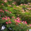 基地直銷(xiāo)_合歡大樹(shù)_小苗_紅花金合歡_綠化苗_木批發(fā)