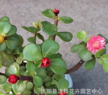 金枝玉葉 多肉植物 馬齒莧樹 桌面室內(nèi)盆栽 花開嫵媚 多肉植物