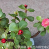 金枝玉葉 多肉植物 馬齒莧樹 桌面室內(nèi)盆栽 花開嫵媚 多肉植物