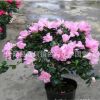 西洋比利時(shí)杜鵑 四季杜鵑花苗 植物盆栽 客廳觀(guān)花花卉 帶花苞發(fā)貨