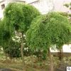 供應(yīng)各種綠化苗木 基地直銷 優(yōu)質(zhì) 龍爪槐樹苗