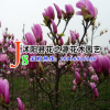 批發早春觀賞花卉 紫玉蘭小苗 基地直銷紫白紅黃玉蘭嫁接苗