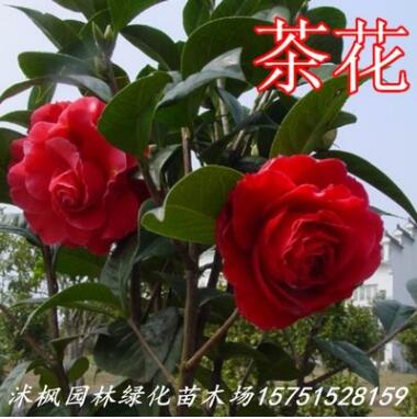 六角大紅茶花樹(shù)苗 茶花苗 茶花盆景 山茶花苗 規(guī)格齊全