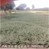 基地直銷(xiāo) 多分枝平枝旬子苗 平枝荀子床苗 鋪地蜈蚣 平枝栒子苗