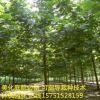 低價(jià)批發(fā)法桐樹(shù)苗法桐小苗 法國(guó)苗梧桐 青桐速生法苗桐量大優(yōu)惠