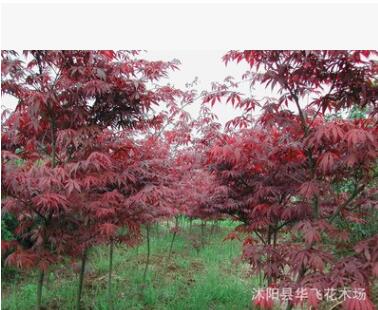 紅楓 紅楓樹 日本紅楓 美國紅楓小苗 園林植物批發(fā)