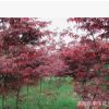 紅楓 紅楓樹(shù) 日本紅楓 美國(guó)紅楓小苗 園林植物批發(fā)