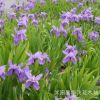 鳶尾 鳶尾花 水生鳶尾 藍(lán)花鳶尾苗 水生植物 綠化基地