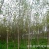 白楊樹 白楊苗 防風林樹種 楊樹苗 綠化樹苗批發