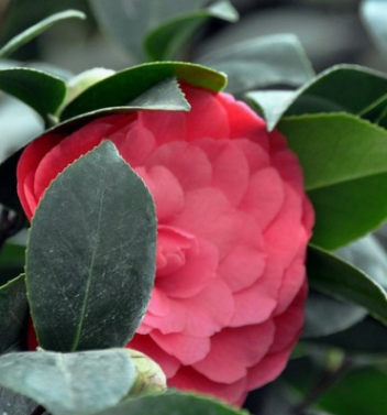 基地直銷觀花植物 耐冬茶花2 3 4 5公分茶花庭院綠化工程
