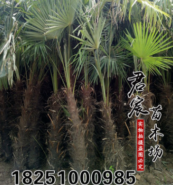 特價基地直銷 優質棕櫚 規格齊全 綠化工程 棕櫚樹形直 貨源充足