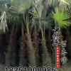 特價基地直銷 優質棕櫚 規格齊全 綠化工程 棕櫚樹形直 貨源充足