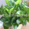 綠蘿植物盆栽吊蘭花卉裝修房辦公室凈化空氣吸甲醛防輻射
