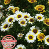 批發花卉種子花環菊 別名三色菊 茼蒿菊 花環菊種子 包發芽成活