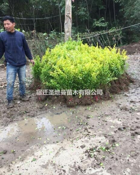 優質金葉女貞苗 大葉女貞樹 榆葉梅 丁香