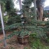 五針?biāo)桑煨臀遽標(biāo)?/></a>
<div><a href=