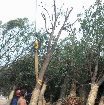 大量18-30低價骨架香樟