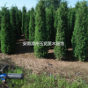 安徽滁州高度80-300cm蜀檜供應