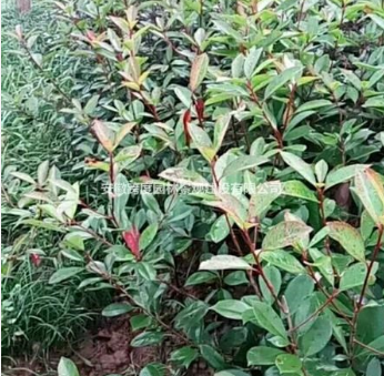 紅葉石楠小毛球20萬顆