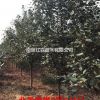 常年供應2-6公分北美海棠
