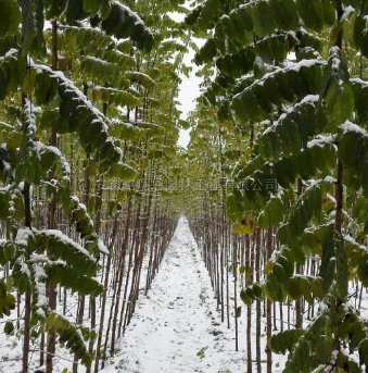 刺槐4新價格/刺槐4報價