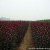 基地批發(fā)速生紫葉李樹苗 規(guī)格齊全 綠化工程苗木 紅葉李 根系發(fā)達