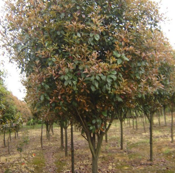 安徽紅葉石楠新報價/紅葉石楠圖片