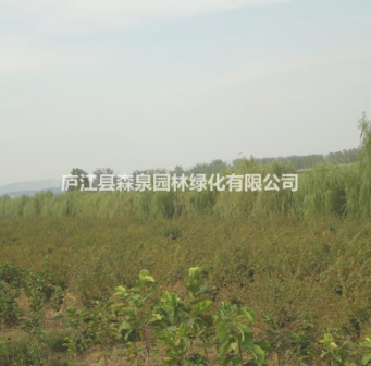 安徽合肥供應8-12cm垂柳