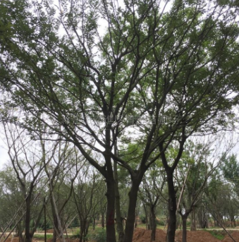 滁州叢生樸樹報價/安徽滁州叢生樸樹報價