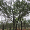 滁州叢生樸樹報價/安徽滁州叢生樸樹報價