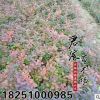 基地直發紫葉小檗 紅葉小波球批發基地直銷