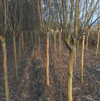 紫薇（3-8）公分低價(jià)供應(yīng)