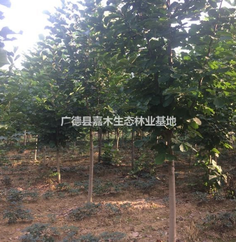 精品白玉蘭供應