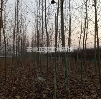 安徽地區(qū)供應8-20法桐