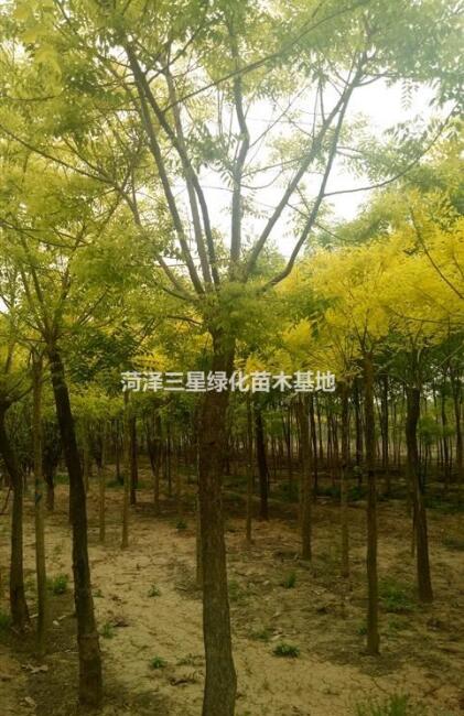 7公分金枝槐價格，10公分金枝槐價格