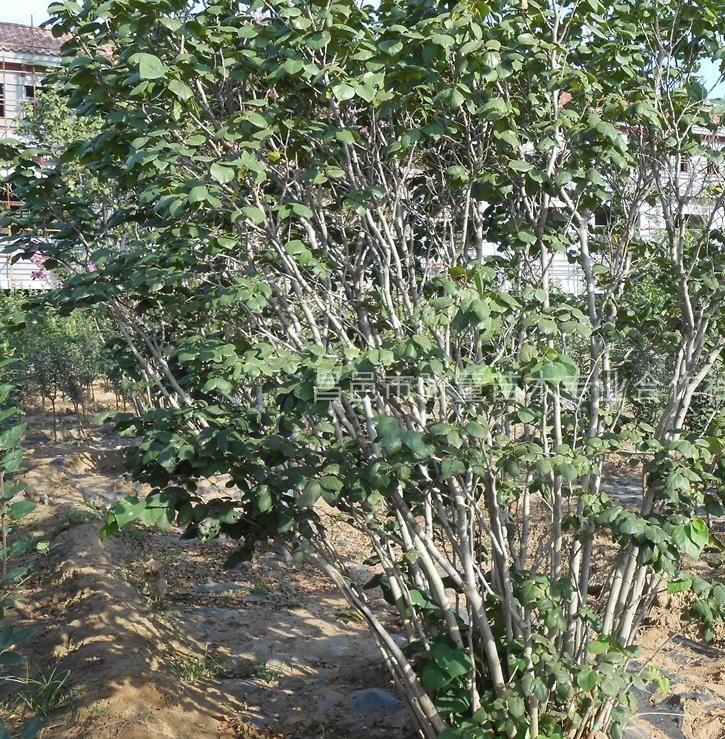 紫荊，叢生紫荊，大叢生紫荊，叢生紫荊價格，叢生紫荊供應(yīng)