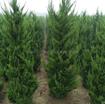 龍柏圖片/龍柏報價