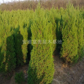 低價處理蜀檜 蜀檜價格，龍柏價格