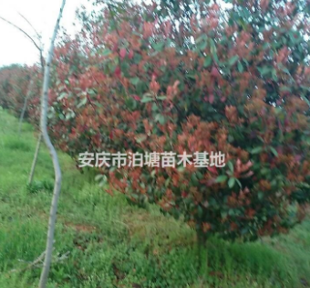 安徽紅葉石楠，安慶紅葉石楠，紅葉石楠球