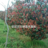 安徽紅葉石楠，安慶紅葉石楠，紅葉石楠球