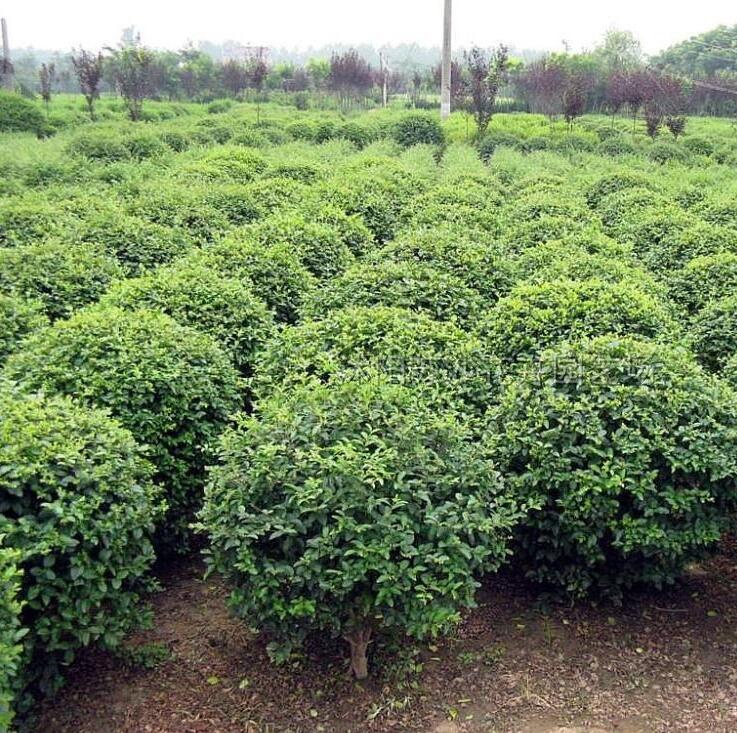 江蘇大葉黃楊球