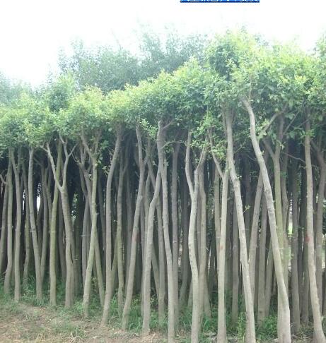 大量銷售大葉女貞